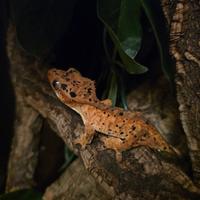 Geco Ciliatus Super Dalmatian