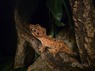 Geco Ciliatus Super Dalmatian