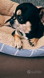 Chihuahua femmina per accoppiata