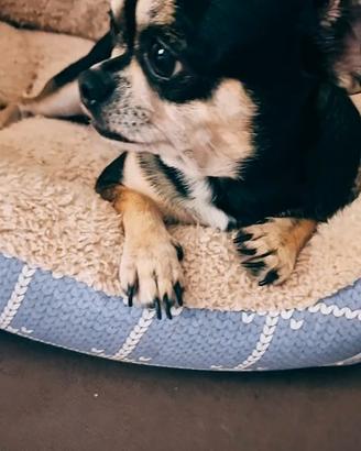 Chihuahua femmina per accoppiata