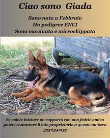Cucciola Pastore tedesco