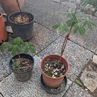 2 piantine ippocastano