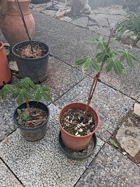 2 piantine ippocastano