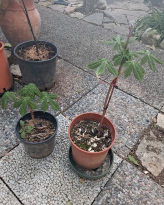 2 piantine ippocastano