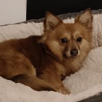 Meticcio simil volpino