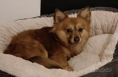 Meticcio simil volpino