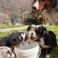 Disponibili cuccioli di pastore australiano