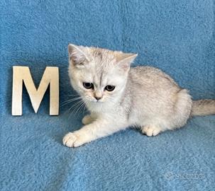Gattini British shorthair