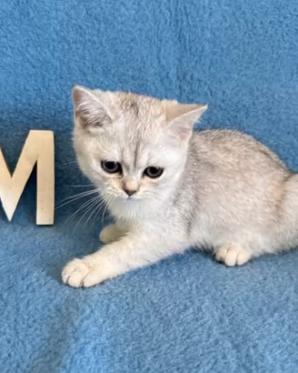 Gattini British shorthair