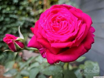 Pianta di rosa Grandi Giardini Italiani di Barni 