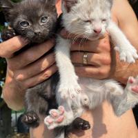 Regali gattini