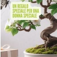 Idea Bonsai Festa della mamma