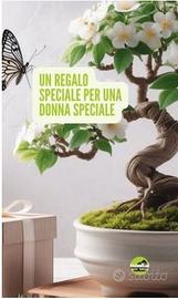 Idea Bonsai Festa della mamma