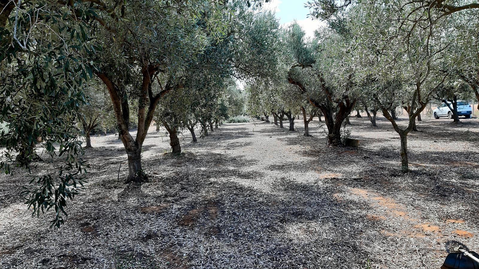 Terreno agricolo mq 5000 in C.da Capraro, Vittoria - Vista 5