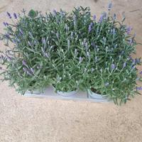 Set di 6 Piante di Lavandula Angustifolia (Lavanda