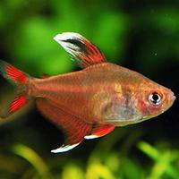 Hyphessobrycon amandae + Ornatus White Fin