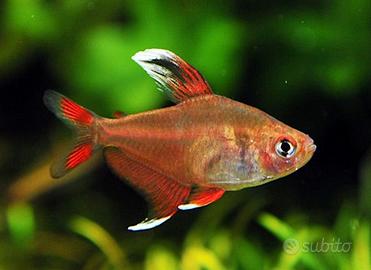 Hyphessobrycon amandae + Ornatus White Fin