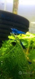 Caridine blu dream