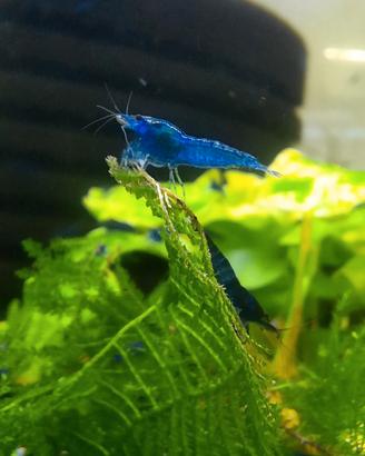 Caridine blu dream