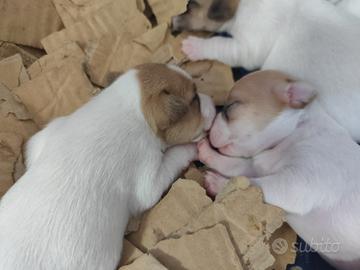 Cuccioli di Jack Russell Terrier