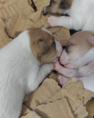 Cuccioli di Jack Russell Terrier