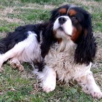 Cavalier King per accoppiamentto-monta