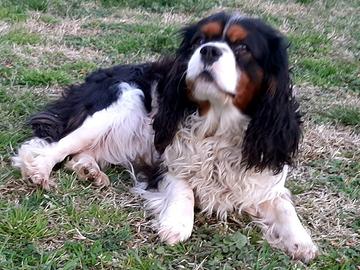 Cavalier King per accoppiamentto-monta