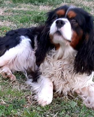 Cavalier King per accoppiamentto-monta