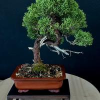 Bonsai ginepro var. chinensis