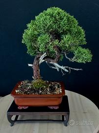 Bonsai ginepro var. chinensis