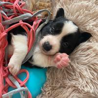 Cuccioli border collie