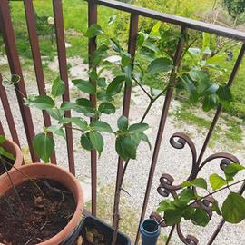 piante da frutto 