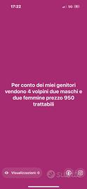 Volpini