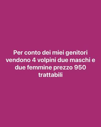 Volpini