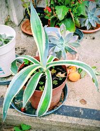 pianta di Agave variegata 