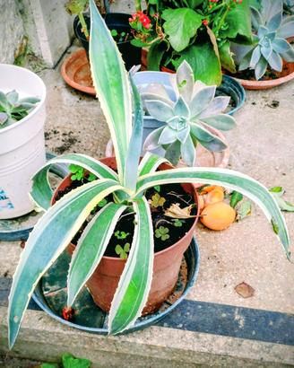 pianta di Agave variegata 