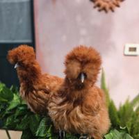 Femmine di moroseta linea americana color. Fulva