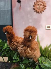 Femmine di moroseta linea americana color. Fulva