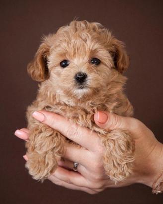 Maltipoo cuccioli