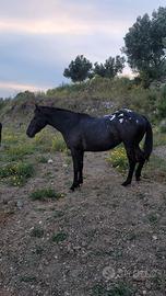 Cavalla Appaloosa