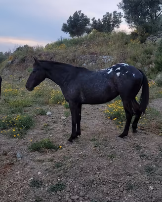 Cavalla Appaloosa