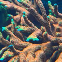 Coralli sps forest fire