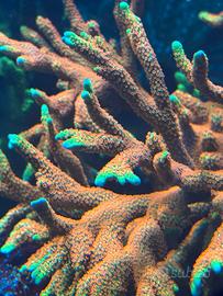 Coralli sps forest fire