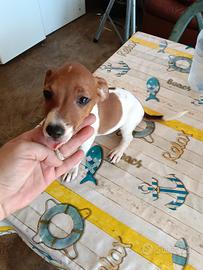 Cuccioli jack Russell nani zampa corta