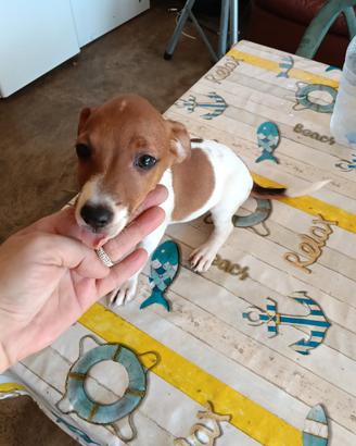 Cuccioli jack Russell nani zampa corta