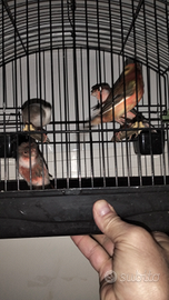 Canarini ARLECCHINI PORTOGHESI