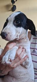 Cucciolotto jack russel parson recupero spese
