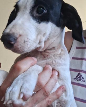 Cucciolotto jack russel parson recupero spese