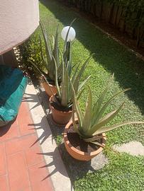 Pianta aloe