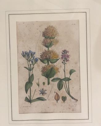 Illustrazione botanica meta ‘800